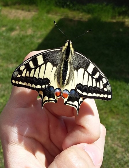 Papilio machaon (Papilionidae)